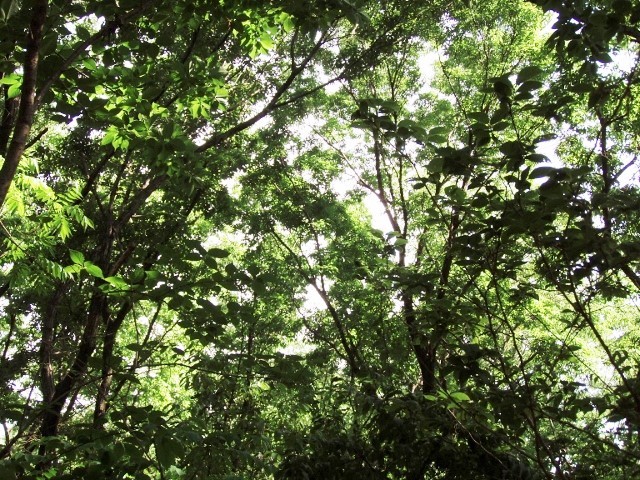キビタキの樹①P5073092 (640x480)