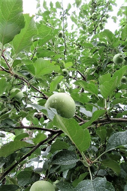 リンゴの木IMG_6036 (427x640)