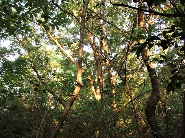 夏日の森P8173260 (640x480)