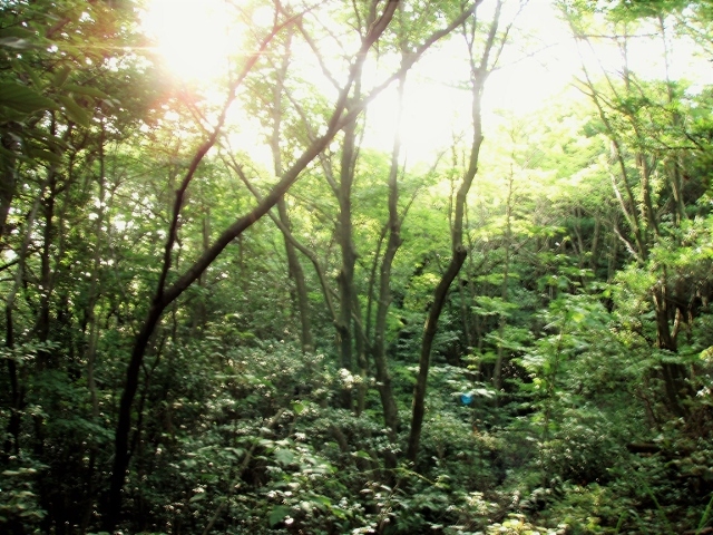 森の朝日Ｐ8203269 (640x480)
