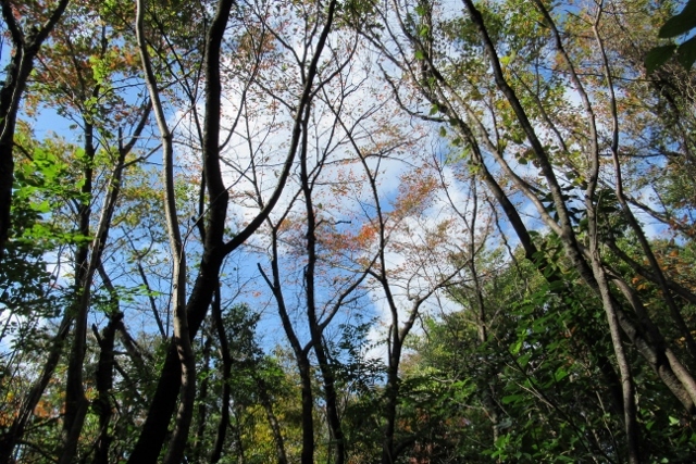 秋の樹林IMG_6843 (640x427)