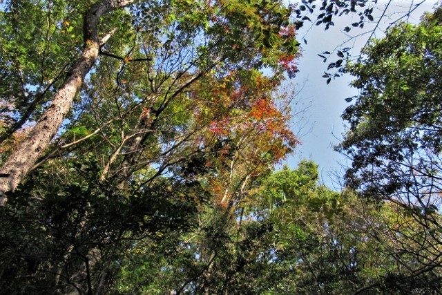 秋の樹林IMG_7062 (640x427)
