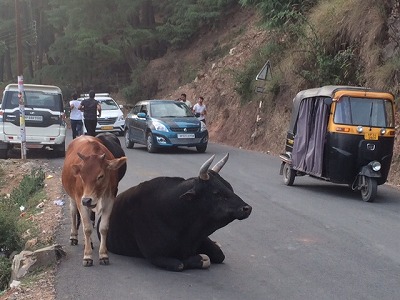 cow-tuktuk