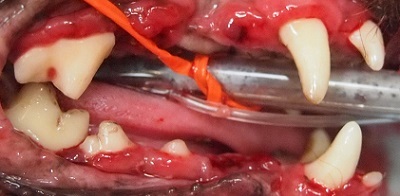 プリンちゃん　犬の歯石除去3