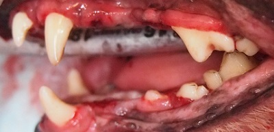 プリンちゃん　犬の歯石除去4