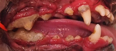 プリンちゃん　犬の歯石除去1