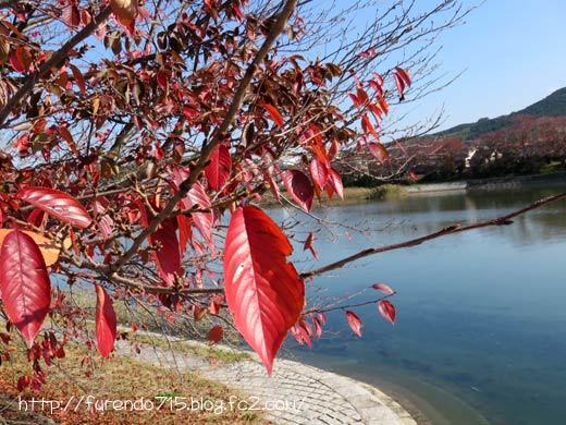 島田川の桜の紅葉