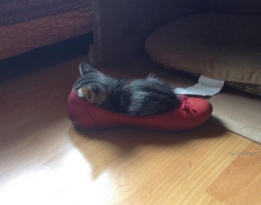 cat-in-the-shoe.jpg
