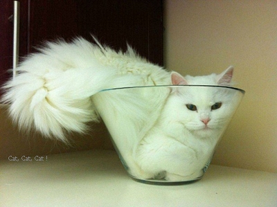 catinthe-bowl.jpg