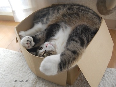 the-cat-in-the-box.jpg