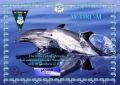 dolphins-wdrcm-30-1730.jpg