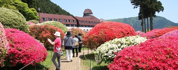箱根芦ノ湖畔にある「山のホテル」庭園の満開のツツジ