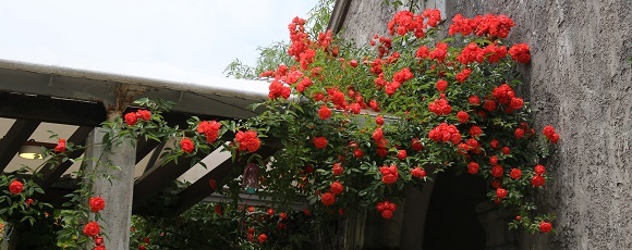 「箱根ガラスの森美術館」のバラ