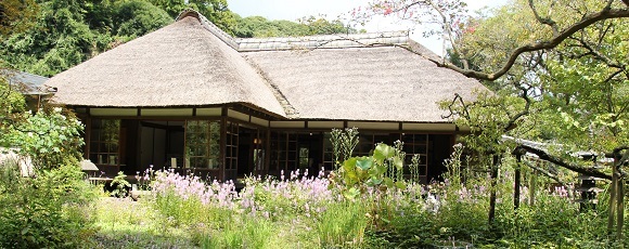 浄智寺客殿とハナトラノオの咲く中庭