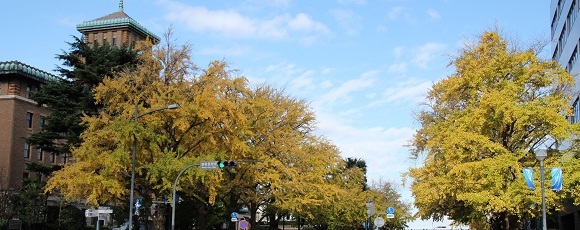 日本大通り県庁前のイチョウの黄葉