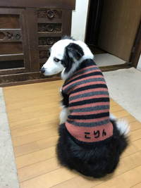 こりんちゃんセーター