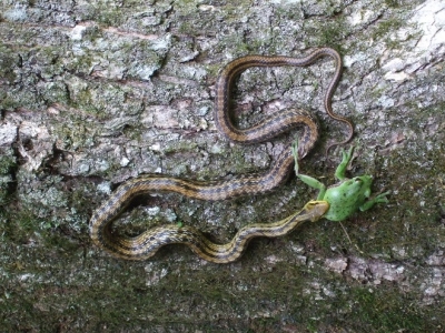 写真　カエルを飲み込んでいるシマヘビ。2017年6月　撮影　岡根陽子