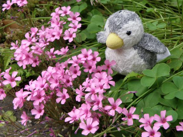 カタバミっぽいピンクの花も咲いてる