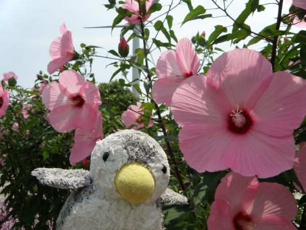 水生植物公園みずの森　ピンクのタイタンビカス～＼（＾＾）／