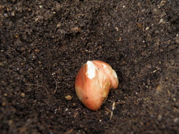 土に植えるチューリップの球根