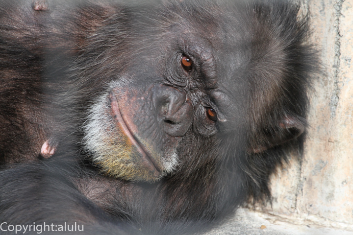 静岡市立日本平動物園　サル　チンパンジー